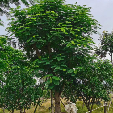 凤凰木哪里批发比较便宜漳州凤凰木种植基地直销