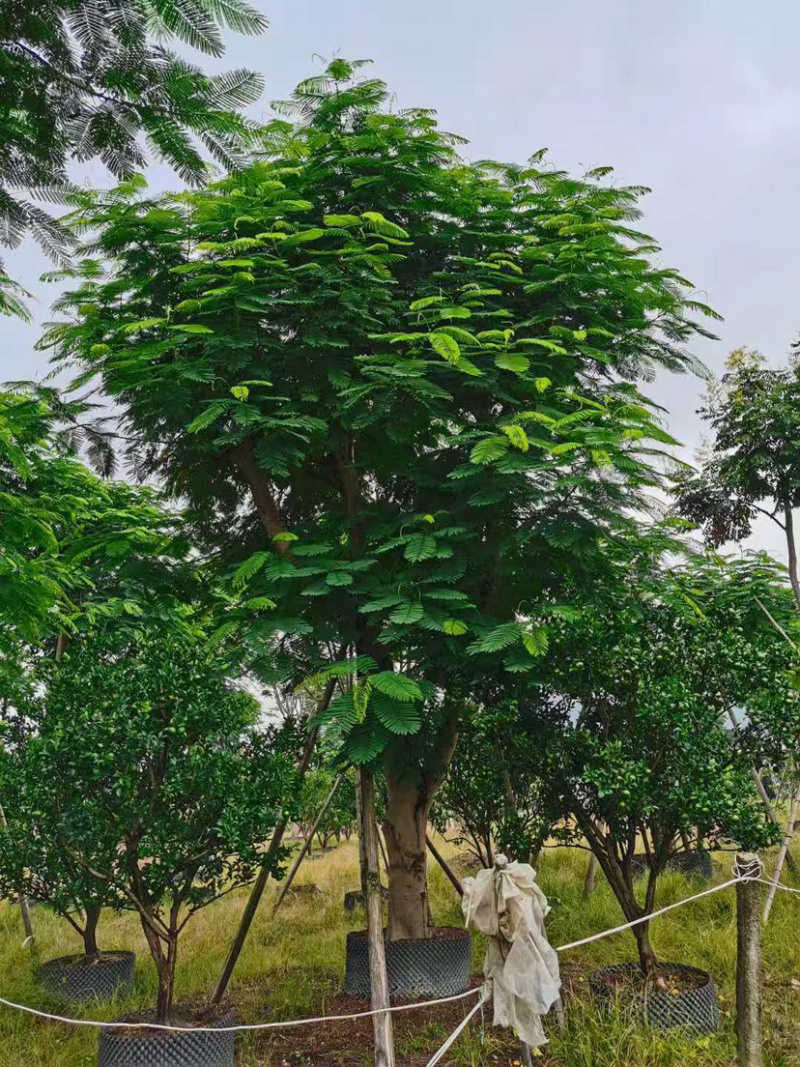 凤凰木哪里批发比较便宜漳州凤凰木种植基地直销
