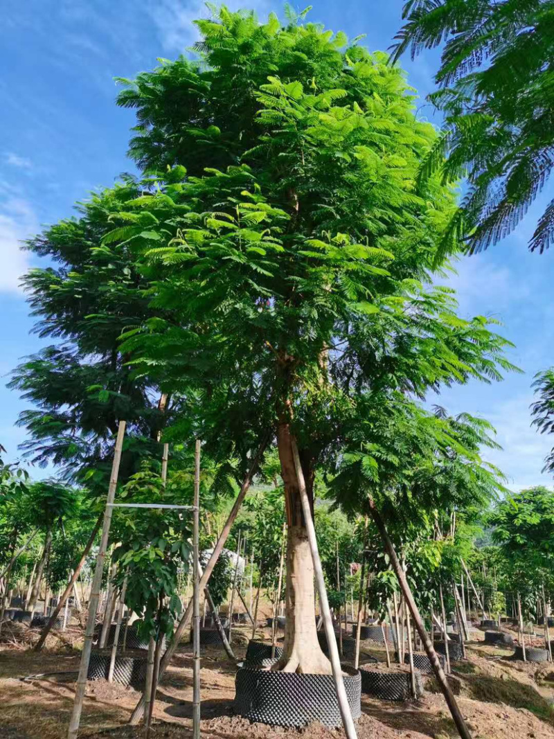 凤凰木哪里批发比较便宜漳州凤凰木种植基地直销