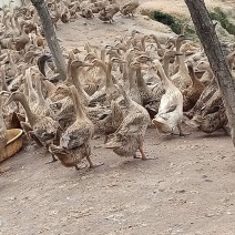 淘汰蛋鸭，货源在茂名电白