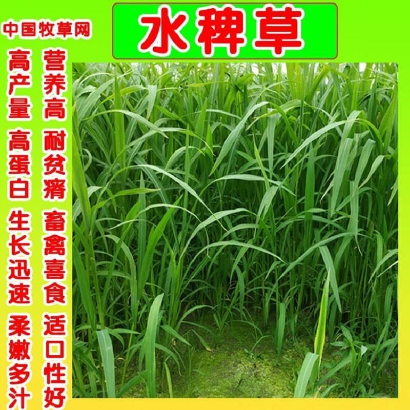 小米草种籽养殖专用水草种子雀叶稗鱼虾蟹牧草种子高产耐水淹