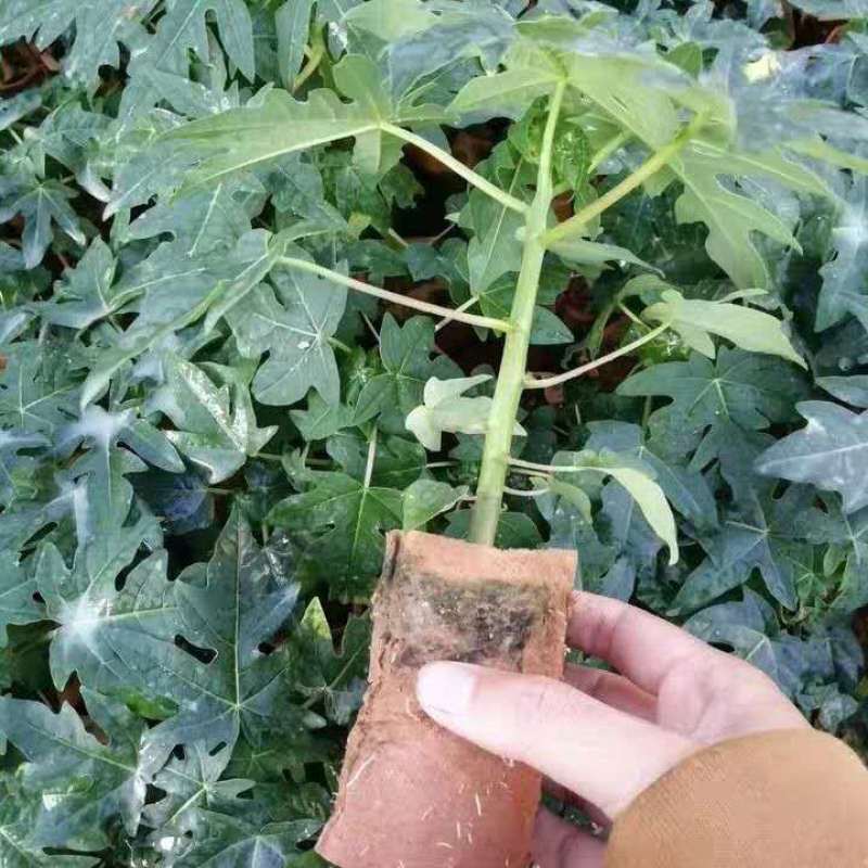 矮化木瓜苗大青木瓜苗水果木瓜红肉阳台盆栽庭院四季种植