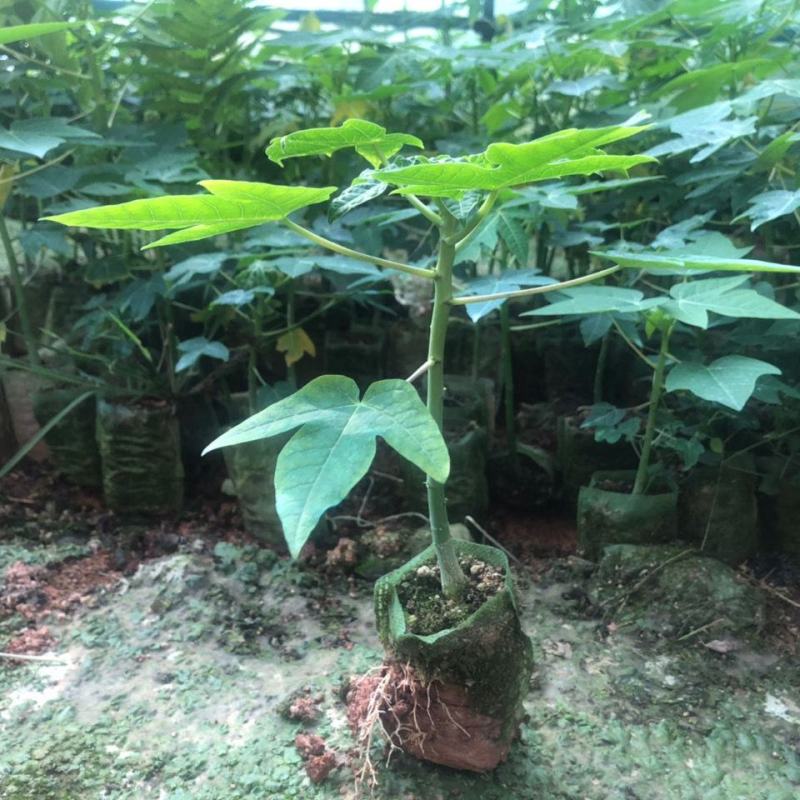 矮化木瓜苗大青木瓜苗水果木瓜红肉阳台盆栽庭院四季种植