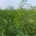 刺槐苗05以上，08以上刺槐苗当年苗2年苗，量大价优