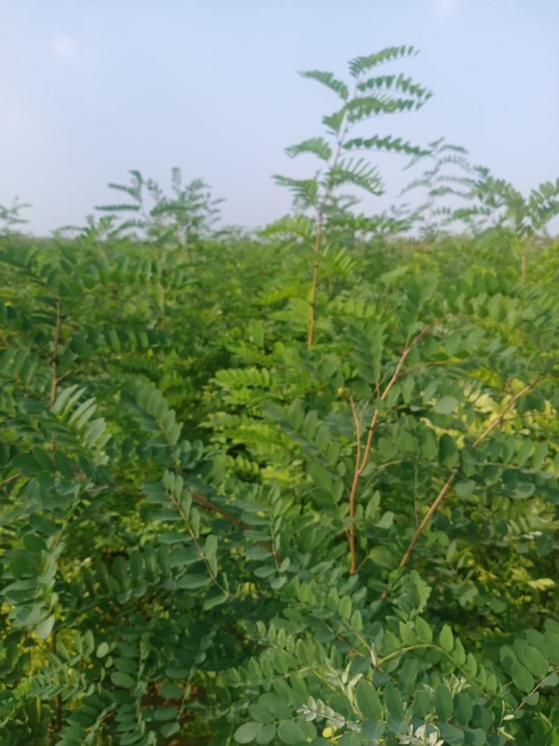 刺槐苗05以上，08以上刺槐苗当年苗2年苗，量大价优