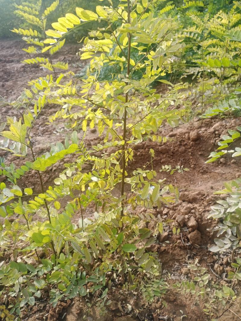 刺槐苗05以上，08以上刺槐苗当年苗2年苗，量大价优