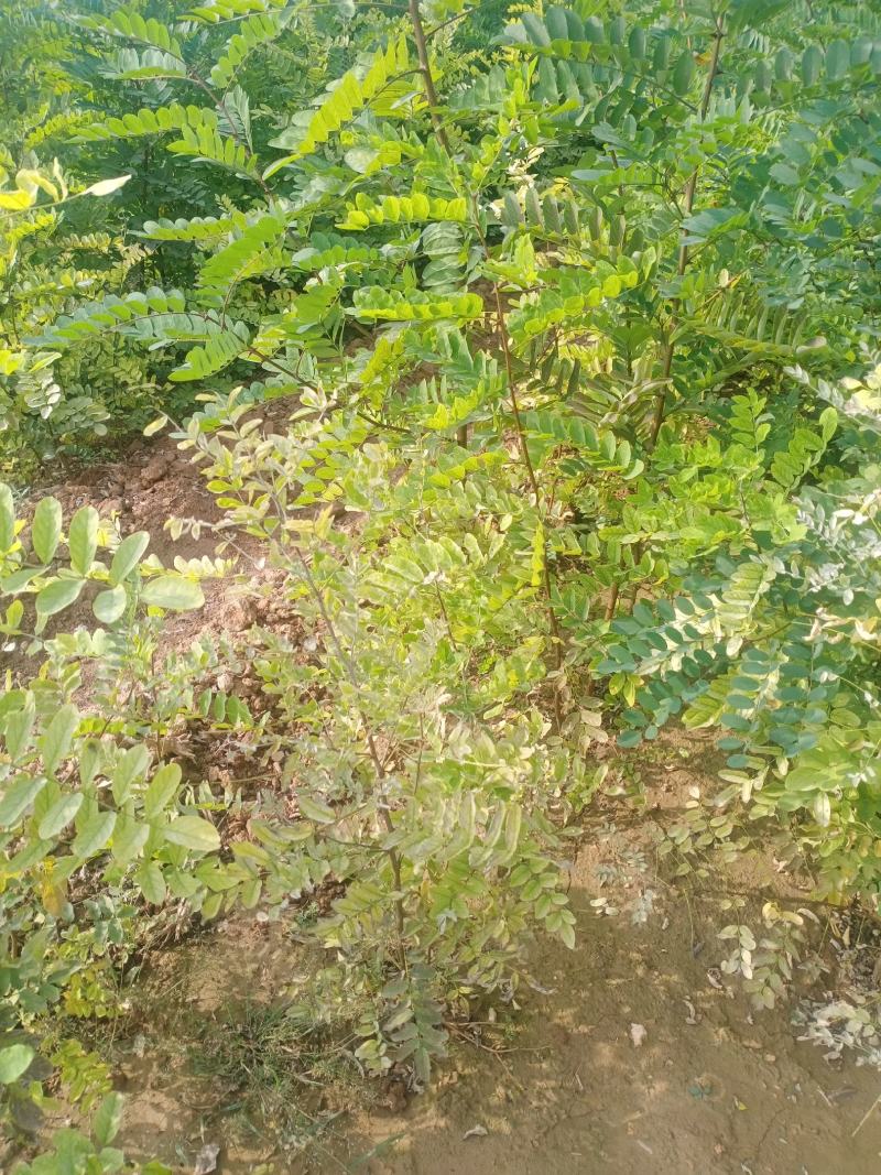 刺槐苗05以上，08以上刺槐苗当年苗2年苗，量大价优