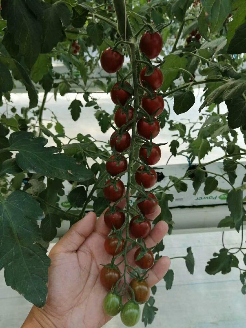 小番茄苗嫁接圣女果苗黄皮绿紫黑红皮水果小西红柿苗