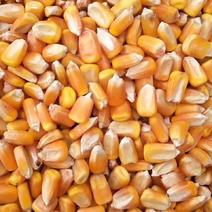 玉米，养殖户专用，高质量，天然生长，颗粒大饱满