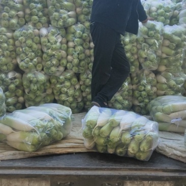 青萝卜大量有货颜色好，质量好