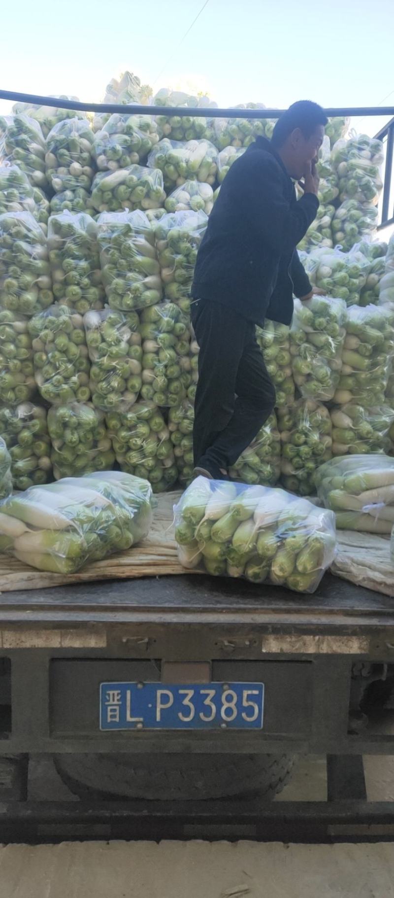 青萝卜大量有货颜色好，质量好