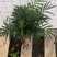 袖珍椰子散尾葵凤尾竹盆栽办公室，净化空气桌面小绿植