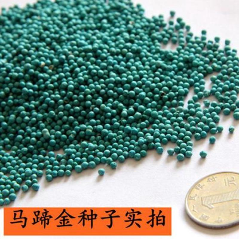 马蹄金种子草籽草坪种子小金钱草铜钱草种子四季常青耐高温绿