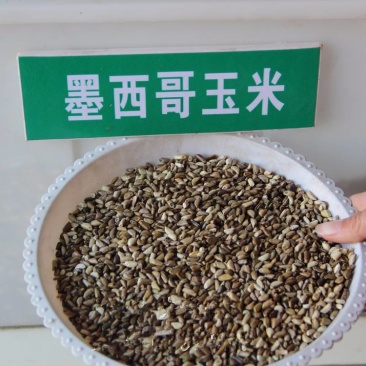 墨西哥玉米草种子高产量蛋白质含量高