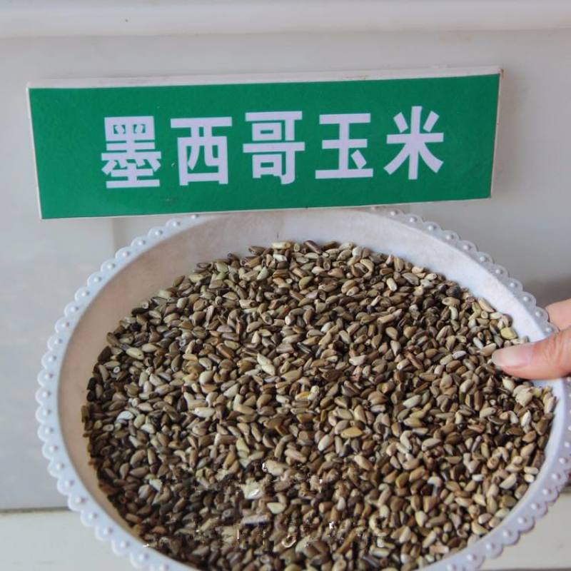 墨西哥玉米草种子高产量蛋白质含量高
