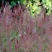 牧草种子正宗优质糖蜜草种子家禽饲料防沙固土草观赏草籽