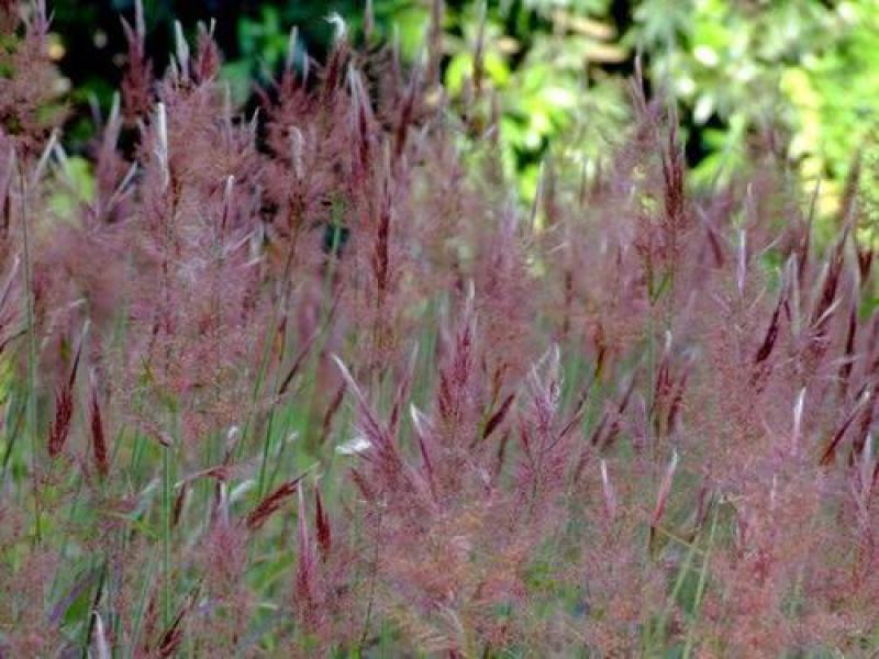 牧草种子正宗优质糖蜜草种子家禽饲料防沙固土草观赏草籽