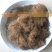 牧草种子正宗优质糖蜜草种子家禽饲料防沙固土草观赏草籽