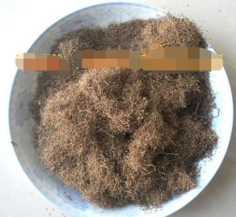 牧草种子正宗优质糖蜜草种子家禽饲料防沙固土草观赏草籽