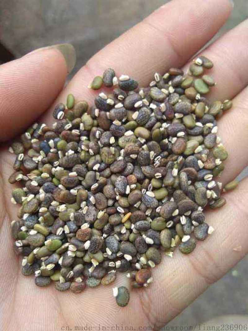 牧草种子正宗优质糖蜜草种子家禽饲料防沙固土草观赏草籽
