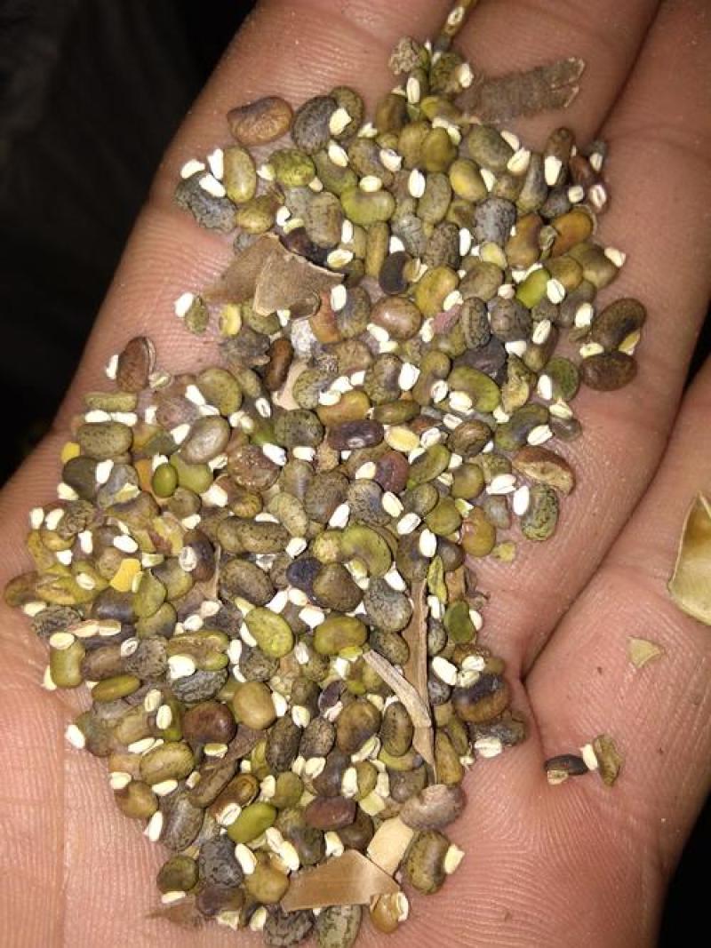 牧草种子正宗优质糖蜜草种子家禽饲料防沙固土草观赏草籽