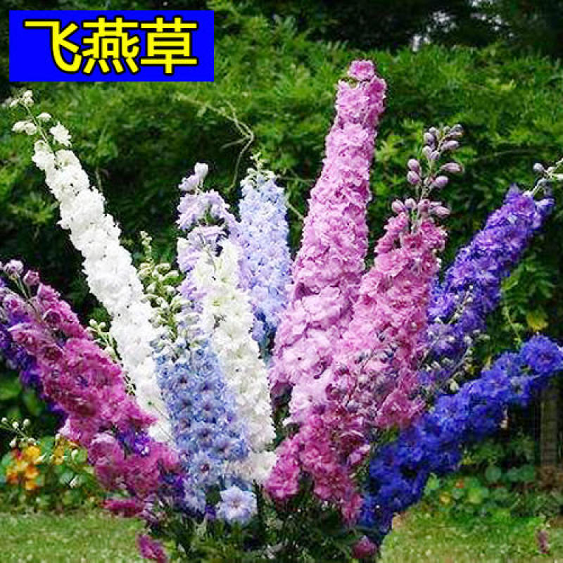 飞燕草花种子庭院室外四季种易活花种籽阳台盆栽耐寒绿化