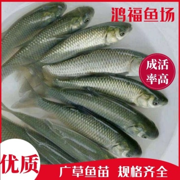 草鱼苗，广草鱼苗，全规格齐全，抗病毒，成活率高，