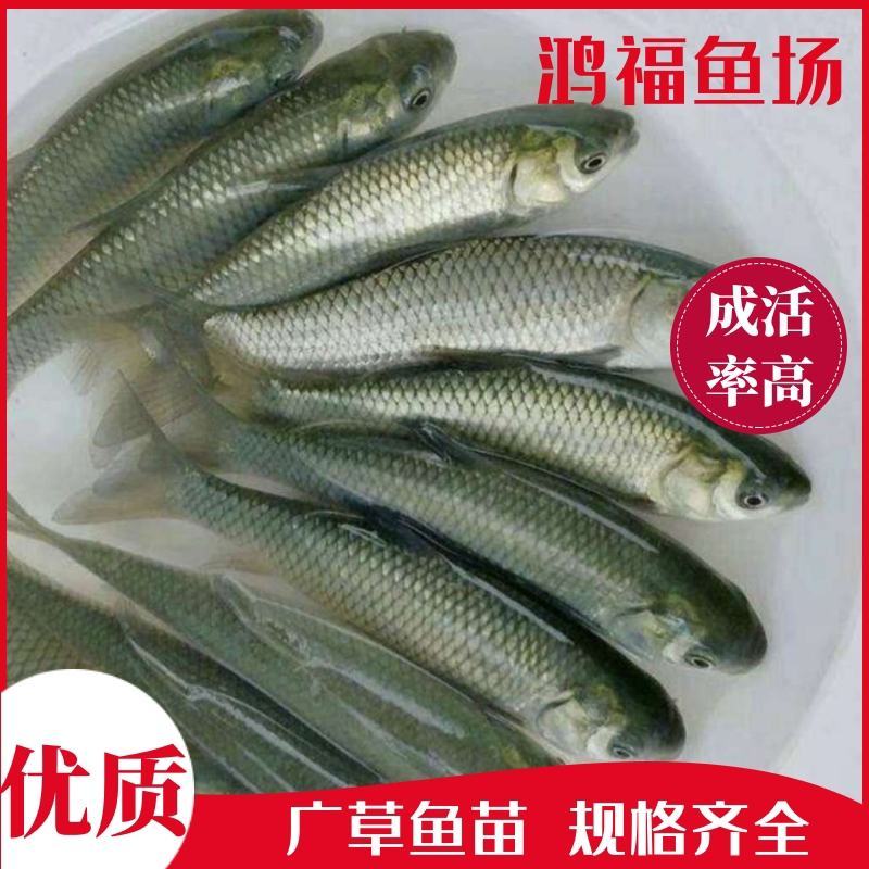草鱼苗，春苗，抗病毒长势快产地直销欢迎新老客户前来咨询