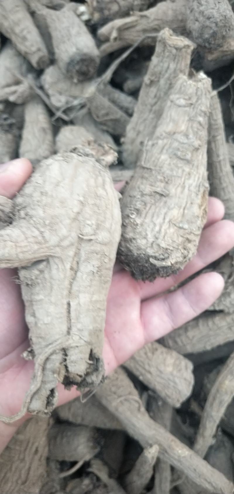 产地直销白芷现货五顿朝上，常年供货