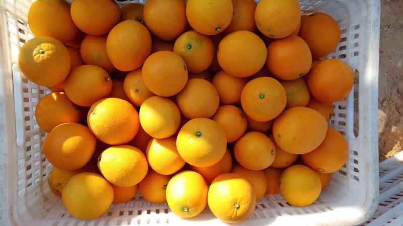 精品赣南脐橙现摘现发口感香甜多汁货源充足量大从优欢迎咨询