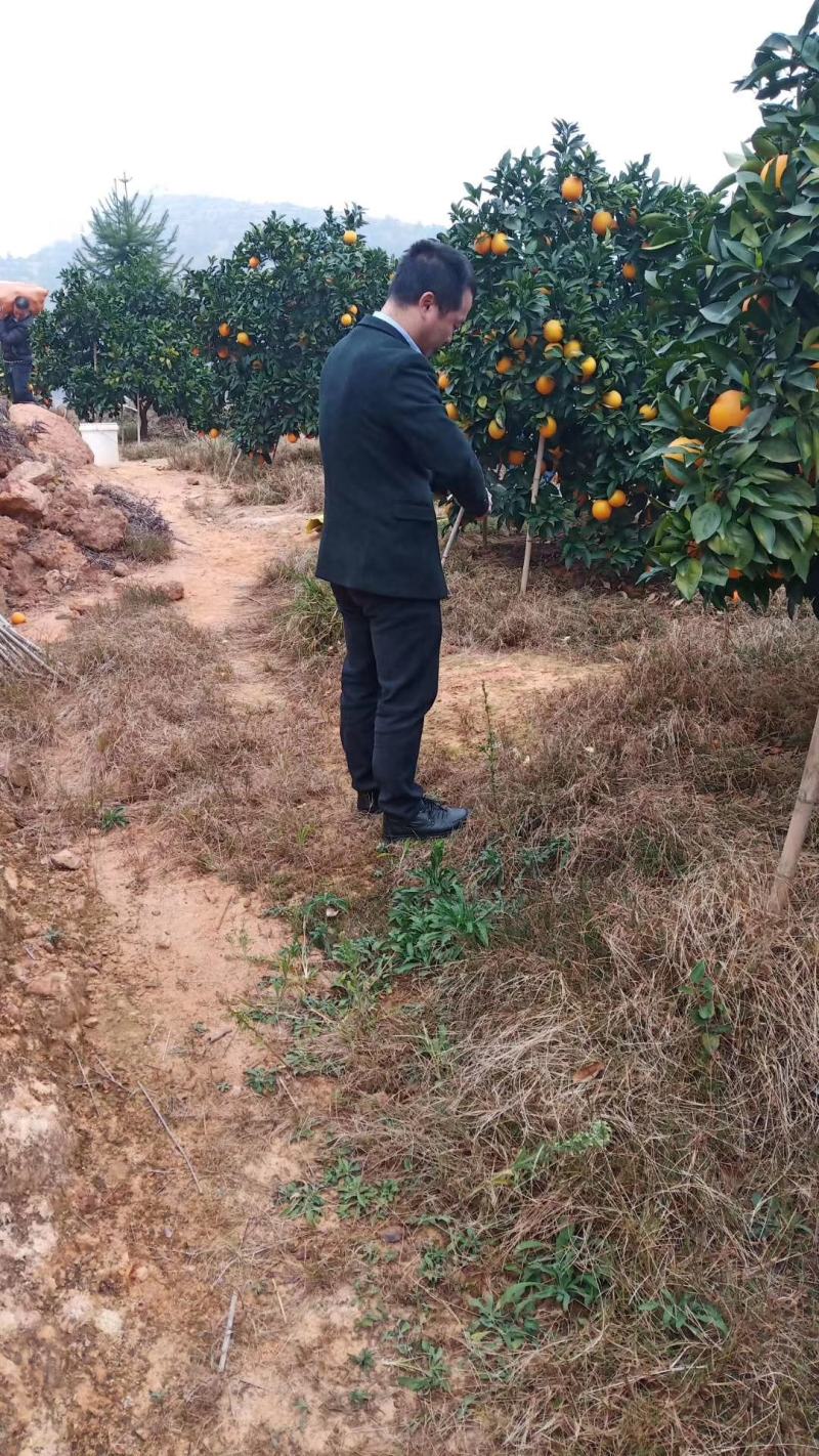 精品赣南脐橙现摘现发口感香甜多汁货源充足量大从优欢迎咨询