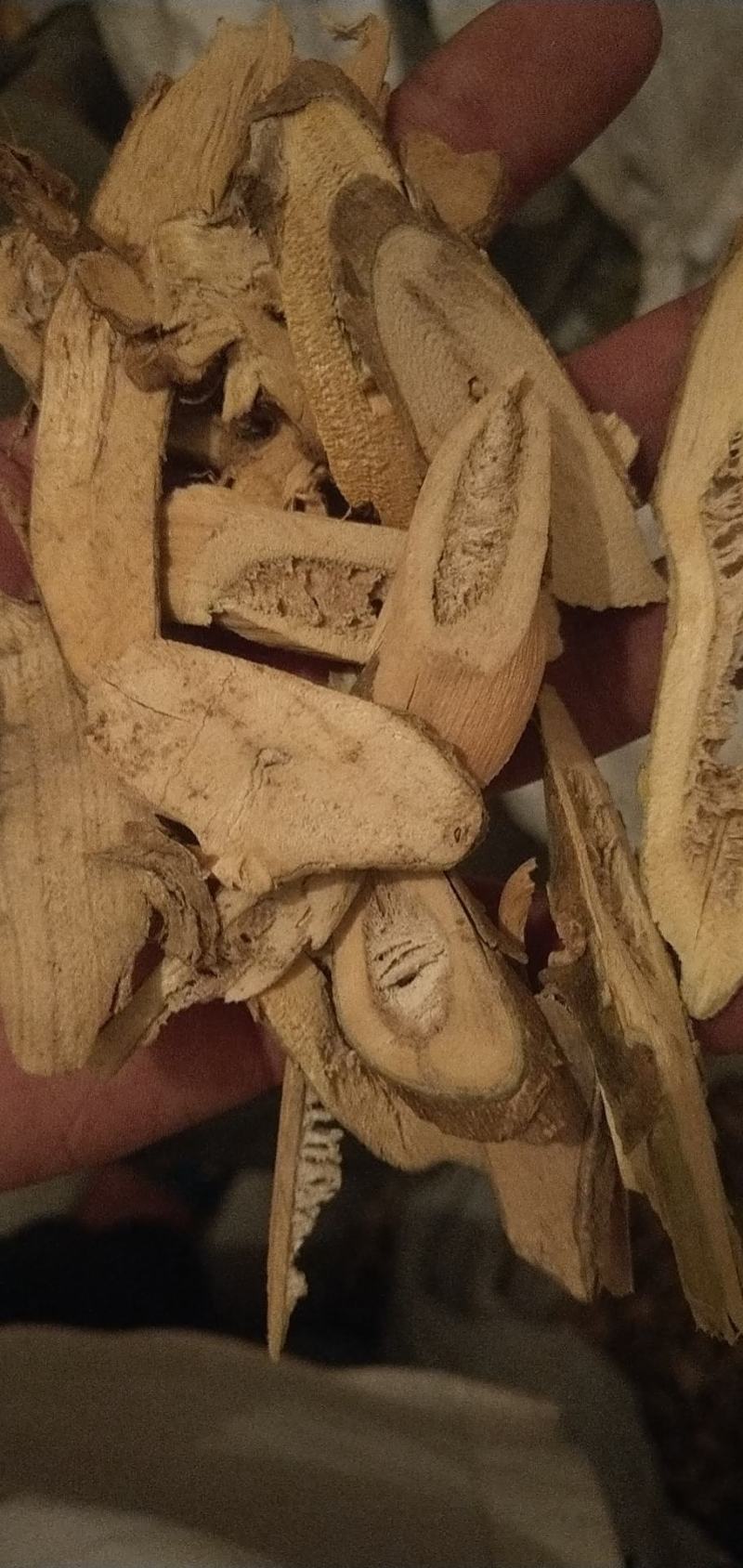 白茄根大货一手货源，可上门看货，可上门取货常年供货