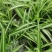 金边吊兰植物室内好养花卉盆栽吸除去甲醛桌面小绿植水养水培