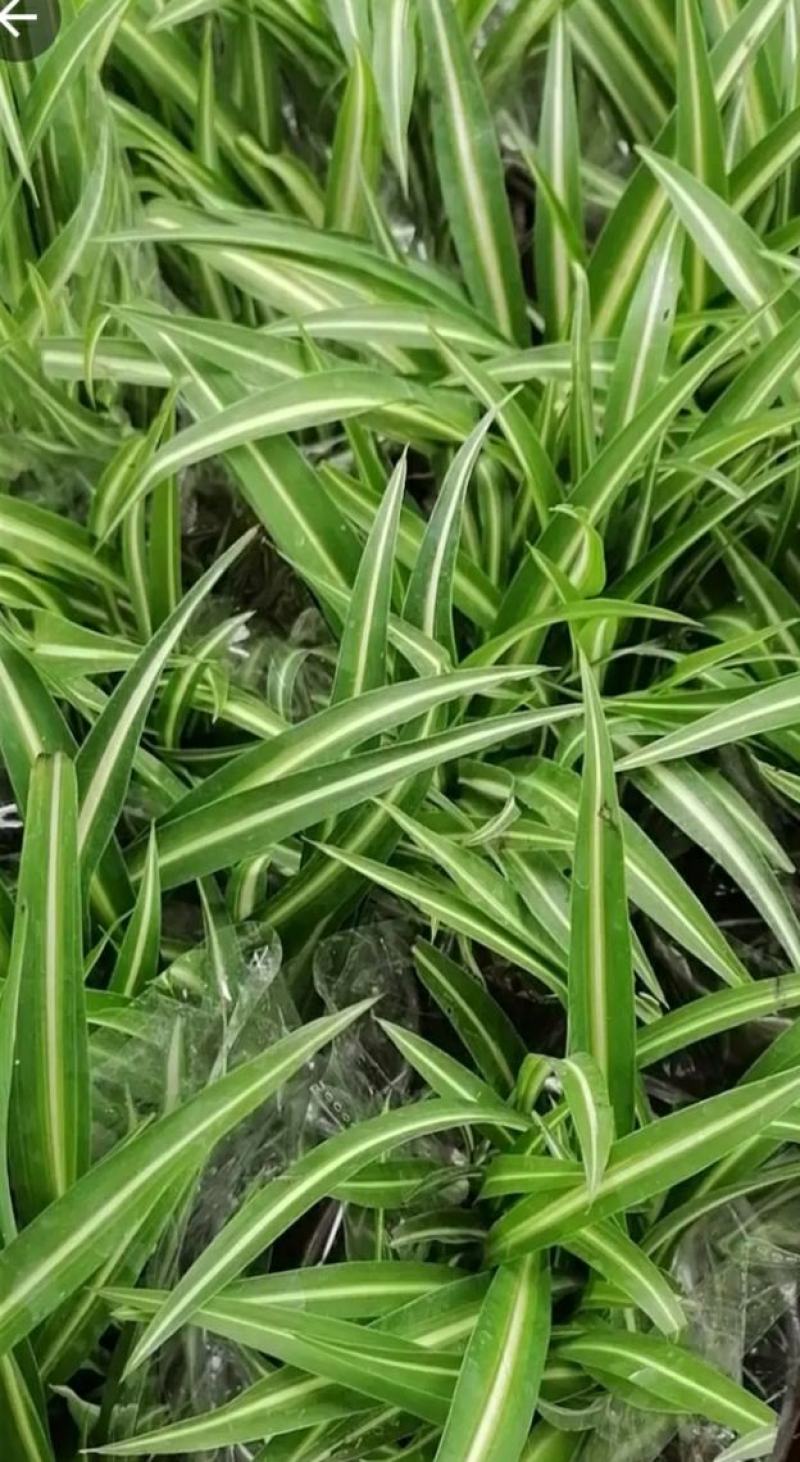 金边吊兰植物室内好养花卉盆栽吸除去甲醛桌面小绿植水养水培