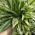金边吊兰植物室内好养花卉盆栽吸除去甲醛桌面小绿植水养水培