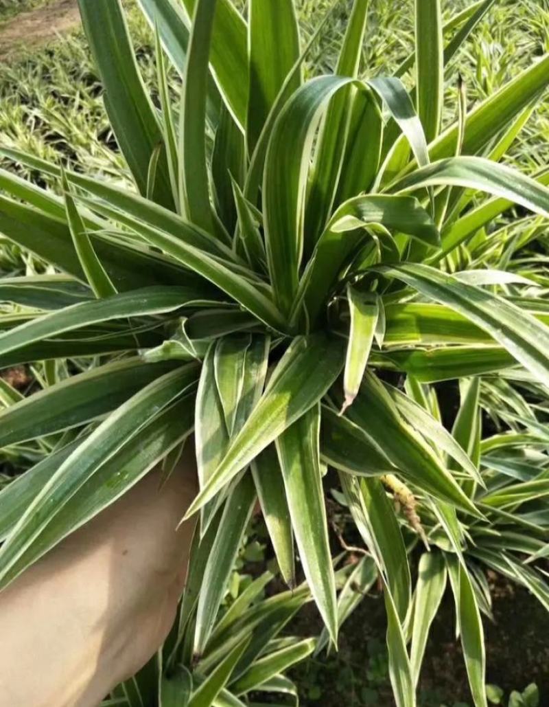 金边吊兰植物室内好养花卉盆栽吸除去甲醛桌面小绿植水养水培