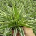 金边吊兰植物室内好养花卉盆栽吸除去甲醛桌面小绿植水养水培