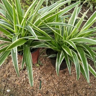 金边吊兰植物室内好养花卉盆栽吸除去甲醛桌面小绿植水养水培