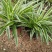 金边吊兰植物室内好养花卉盆栽吸除去甲醛桌面小绿植水养水培