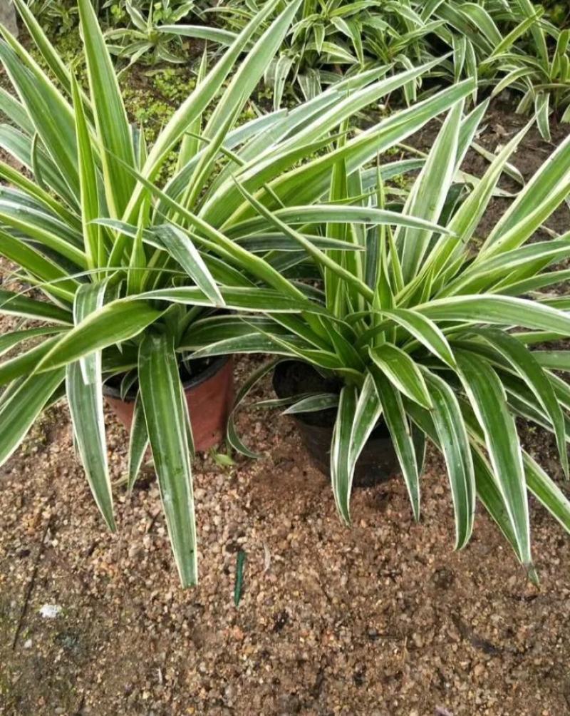金边吊兰植物室内好养花卉盆栽吸除去甲醛桌面小绿植水养水培