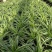金边吊兰植物室内好养花卉盆栽吸除去甲醛桌面小绿植水养水培