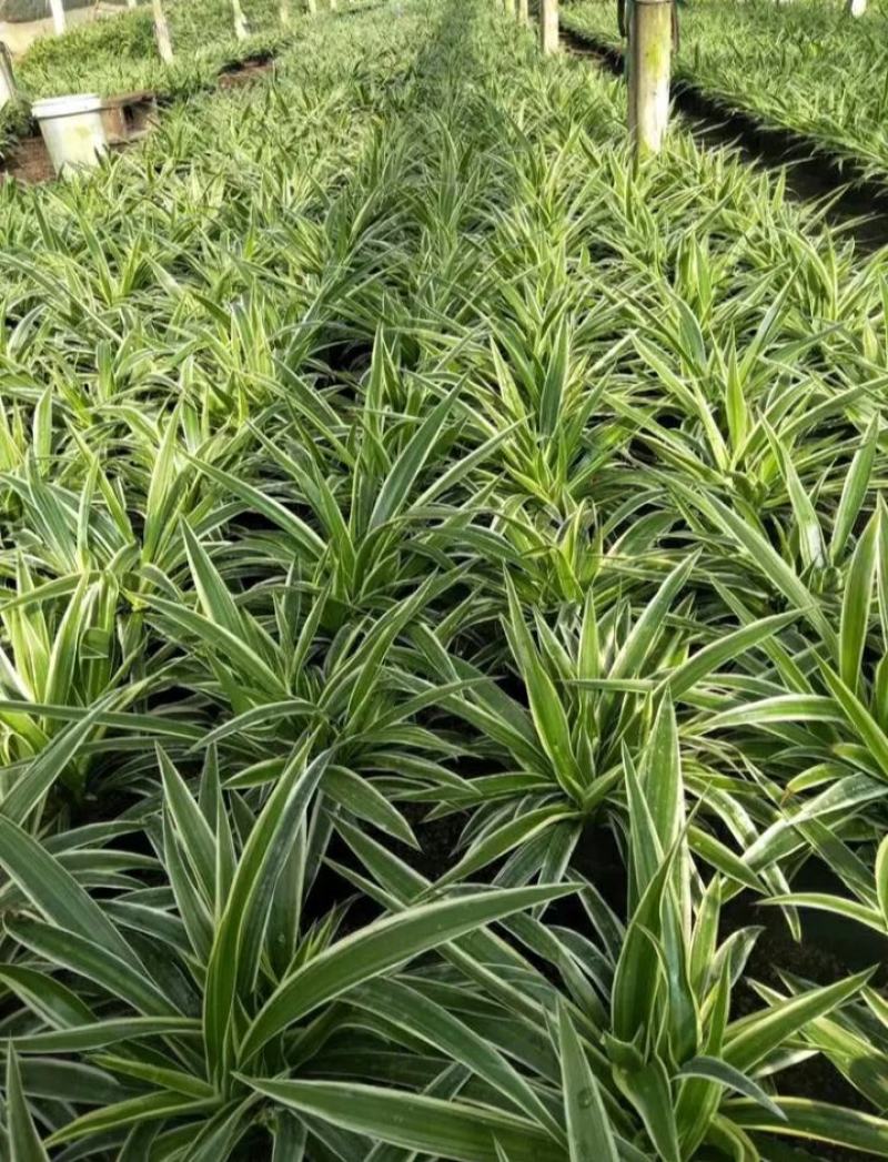 金边吊兰植物室内好养花卉盆栽吸除去甲醛桌面小绿植水养水培