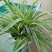 金边吊兰植物室内好养花卉盆栽吸除去甲醛桌面小绿植水养水培