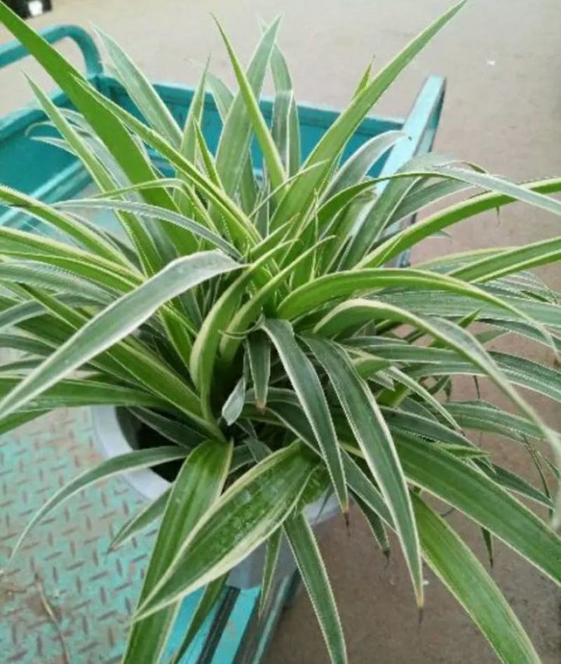 金边吊兰植物室内好养花卉盆栽吸除去甲醛桌面小绿植水养水培