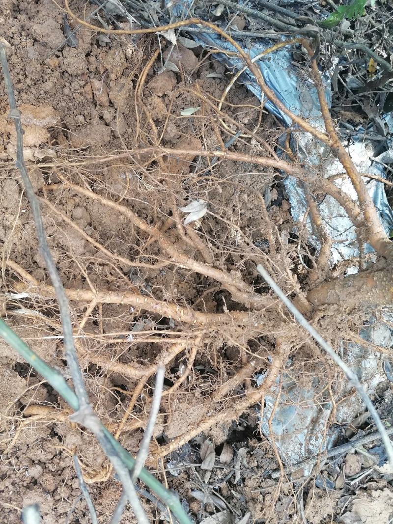 收购各类中药材，山豆根根部