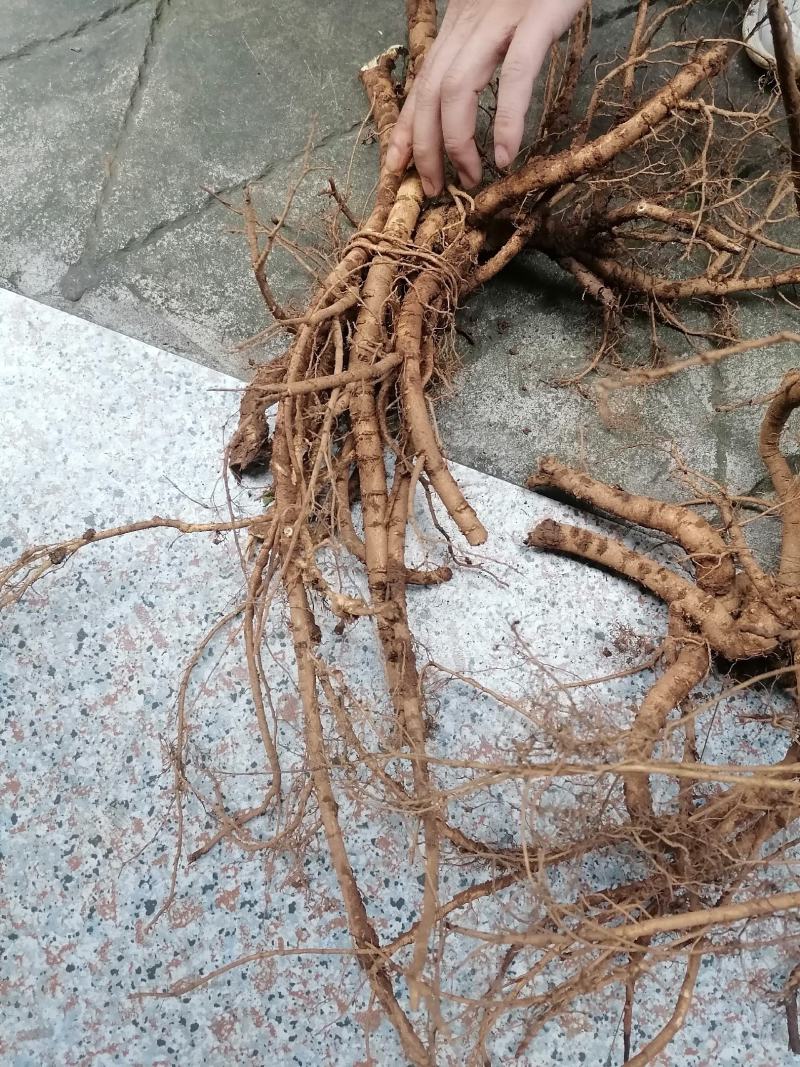 收购各类中药材，山豆根根部