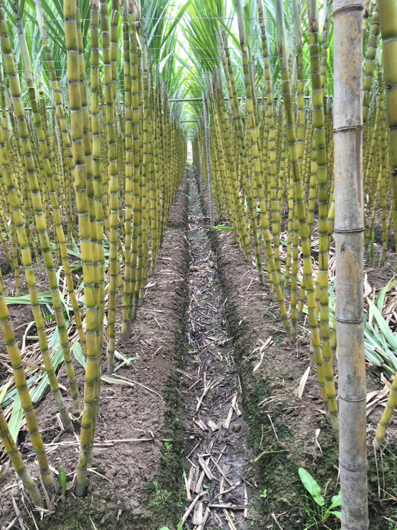 黄皮果蔗黄皮甘蔗白甘蔗水果甘蔗黄金甘蔗