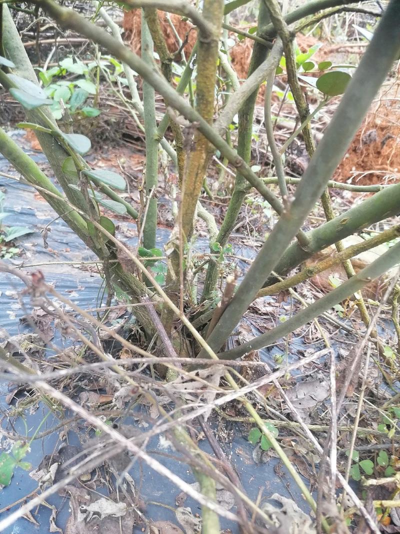 收购各类中药材，山豆根根部