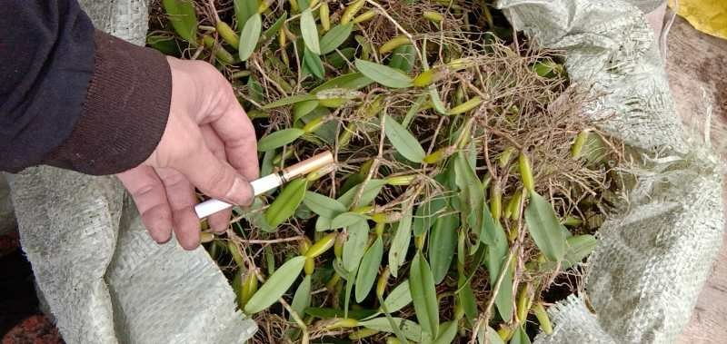 野生石橄榄单叶(一手货源)