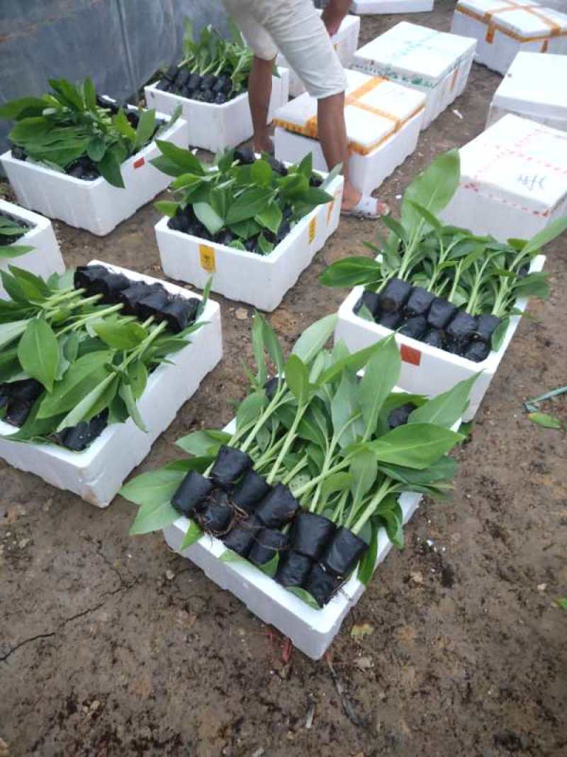 广西香蕉苗/西贡粉蕉苗/南天黄蕉苗/广粉蕉苗/厂家直销价